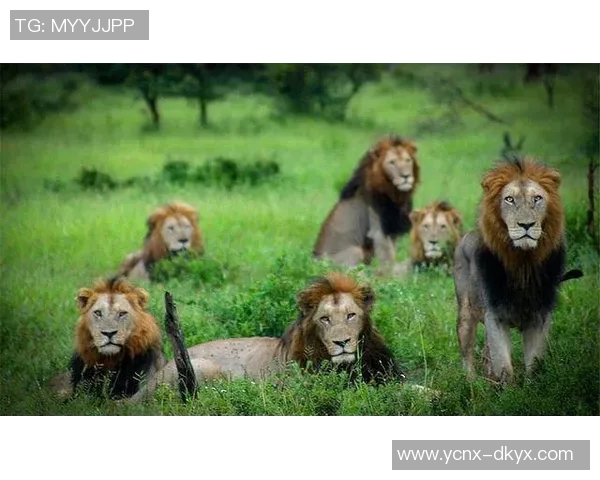 雄狮队进攻火力全开，轻松击溃对手